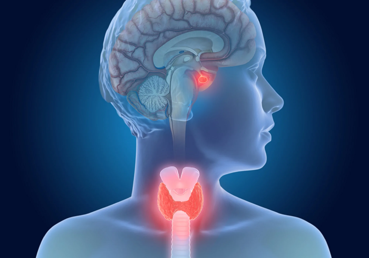 Щитовидная железа напрямую влияет на мозг