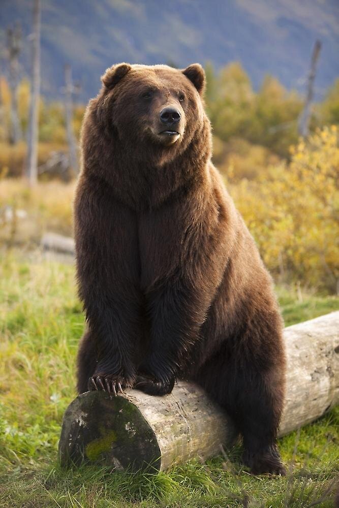 Фото Яндекс.