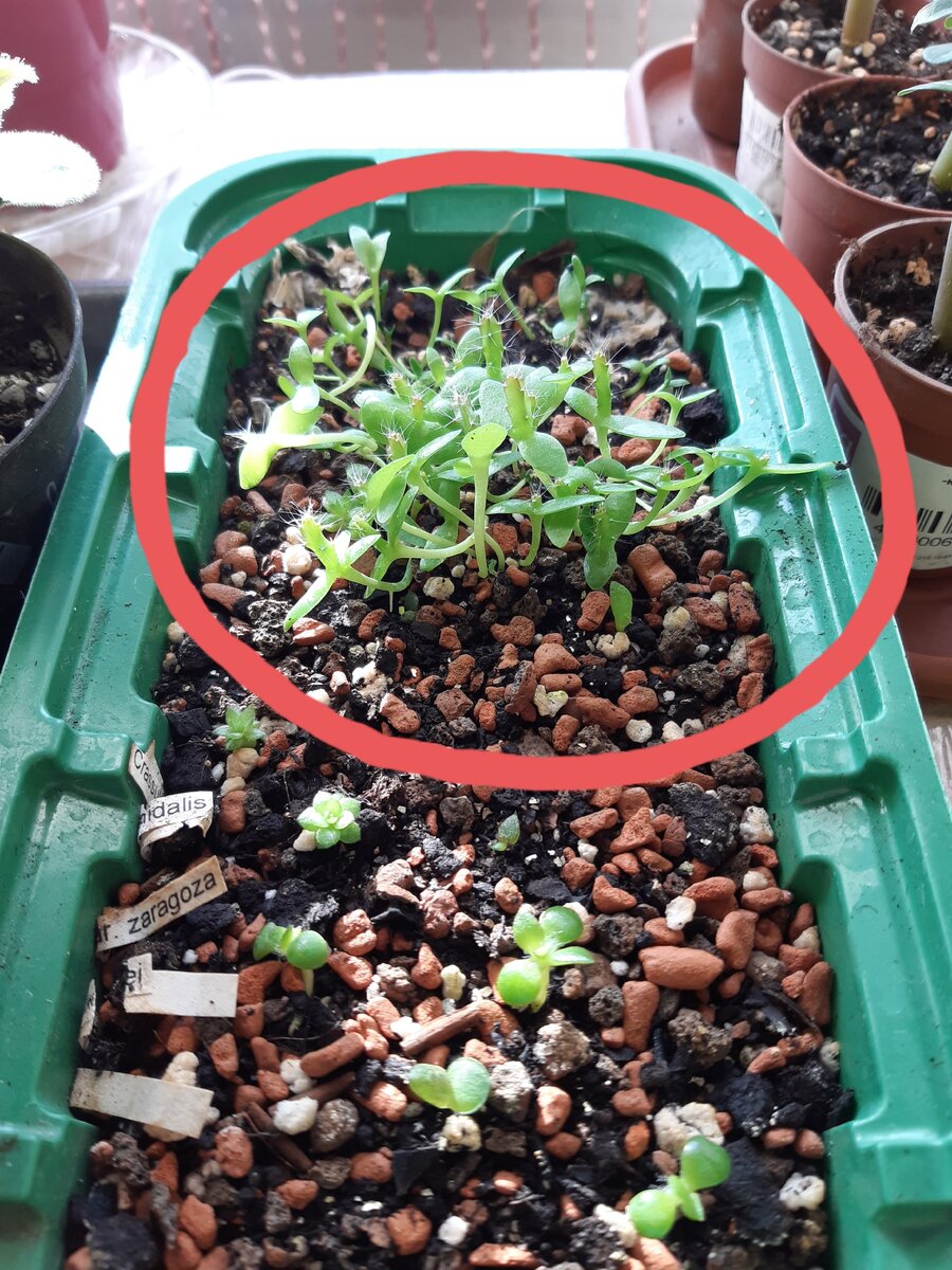 В кружке всходы питахайи.