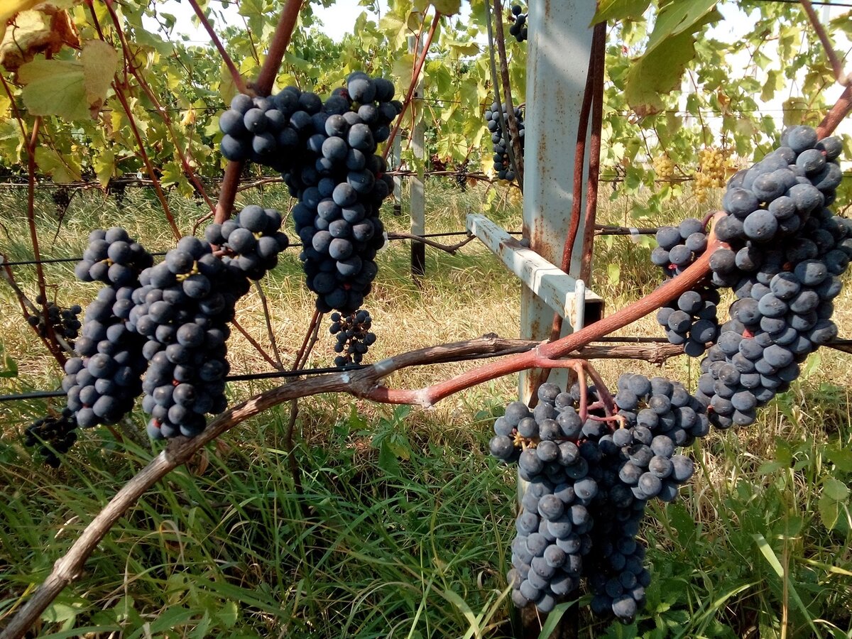 Виноград ранний палыча