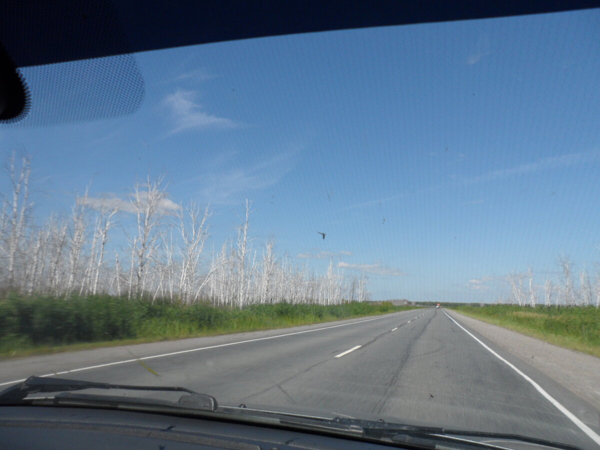 Фото из архива автора. Высохшие березы на болоте.