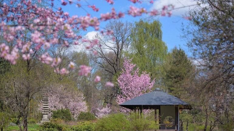 в ботаническом саду им. Цицина, изображение https://webcactus.ru/