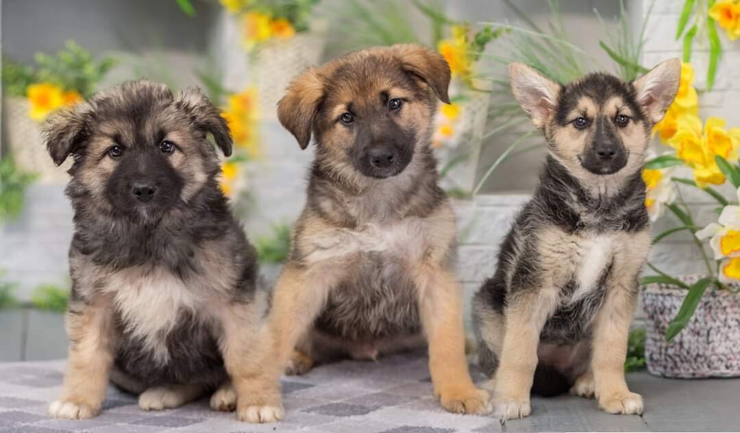 Пёсо-девочки, Бутузки 😍