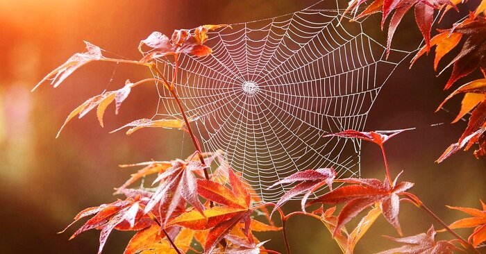 Фото: из открытых источников