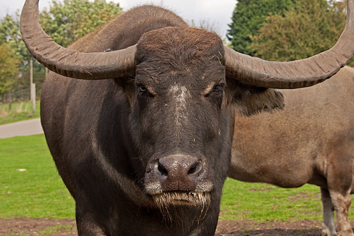 Азиатский буйвол: 9 особенностей жизни одного из самых крупных быков  планеты | Приключения натуралиста | Дзен