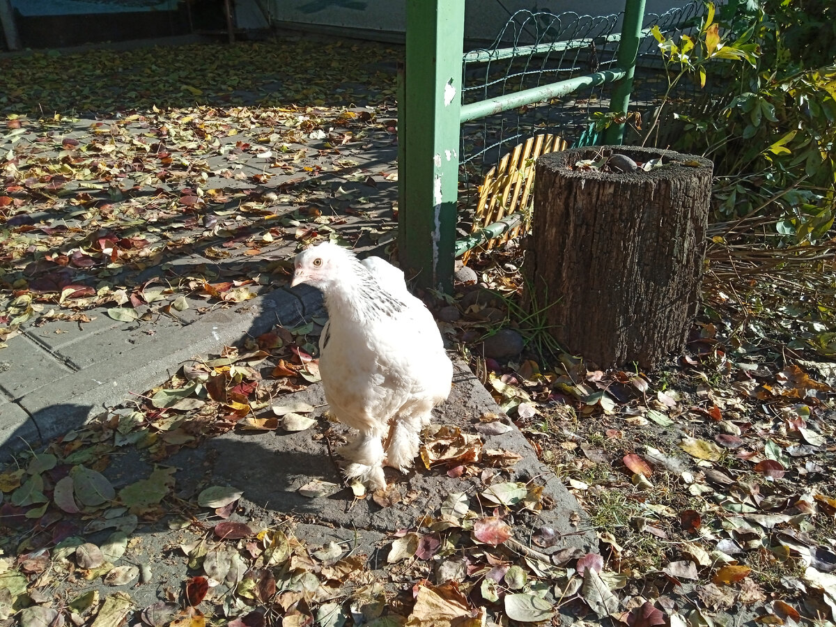 Маленький петушок Брама.