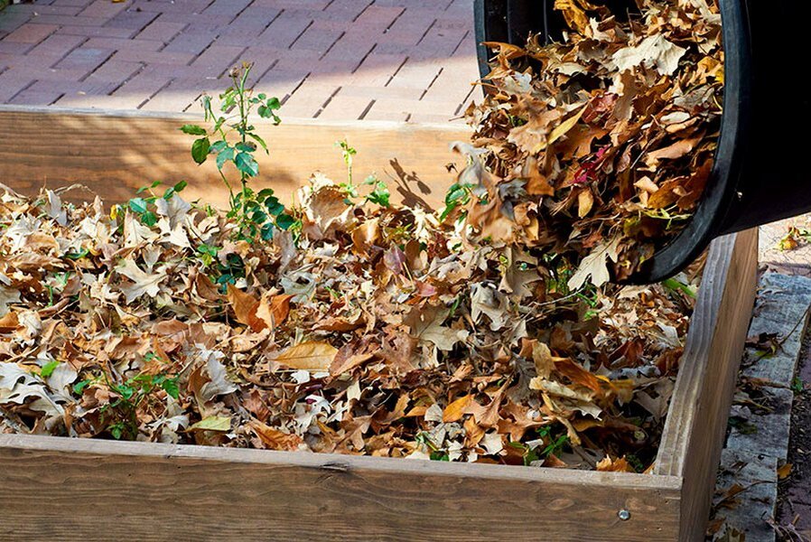 Листовой опад это. Мульчирование компостом приствольных кругов. Мульча ореховой листвой. Мульчирование почвы листвой. Мульчирование листьями.