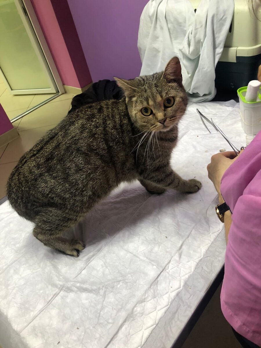 Киса на осмотре