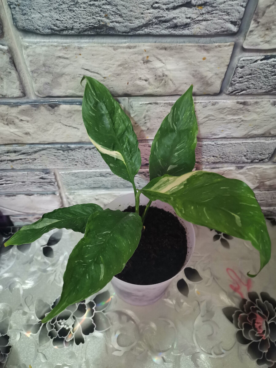 Очень красивый