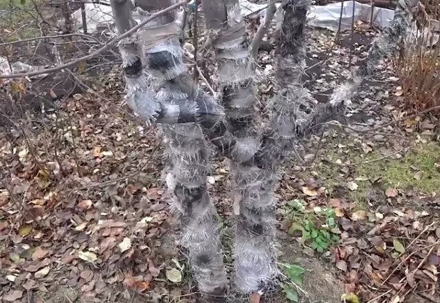 Фото: от вредителей защитить кору плодовой культуры можно, обвязав ствол дерева мешковиной.