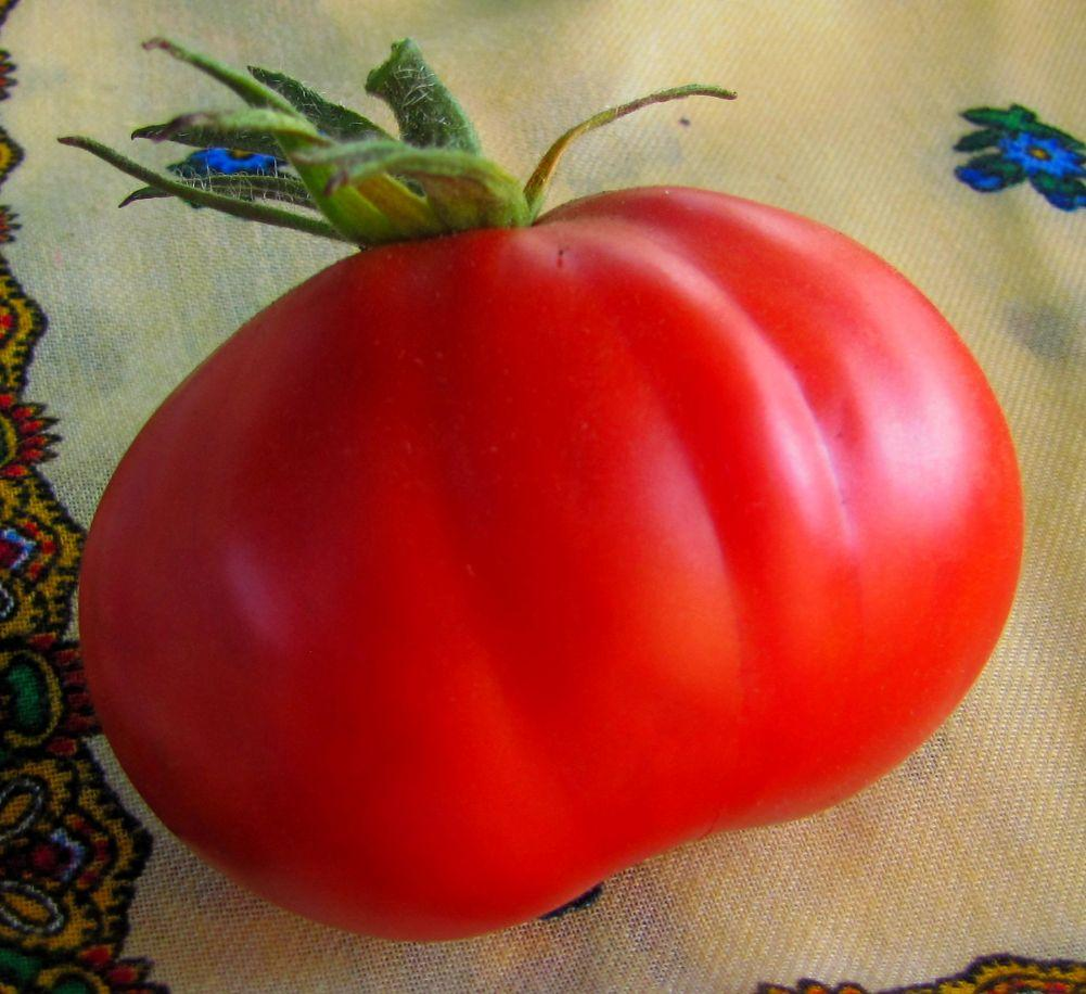 Томат сорта "Айсберг"- каков красавчик!