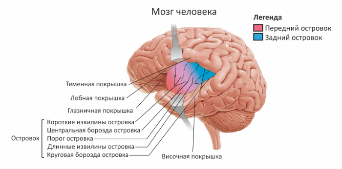 Островковая доля головного мозга