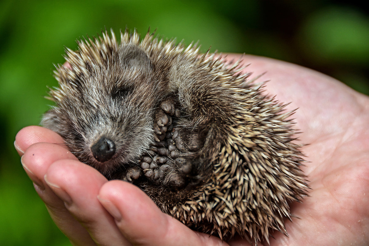 Я. После открытия почты вчера. https://yandex.ru/images/search?utm_source=main_stripe_big&text=Ёжики&nl=1&source=morda&pos=1&rpt=simage&img_url=https%3A%2F%2Fph0.qna.center%2Fstorage%2Fphotos%2Fmax_77%2F1809336.jpg