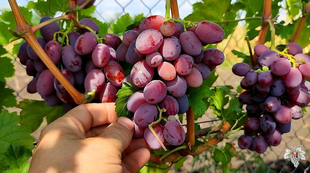 Виноград калугина подарок фото - Artvlad.ru