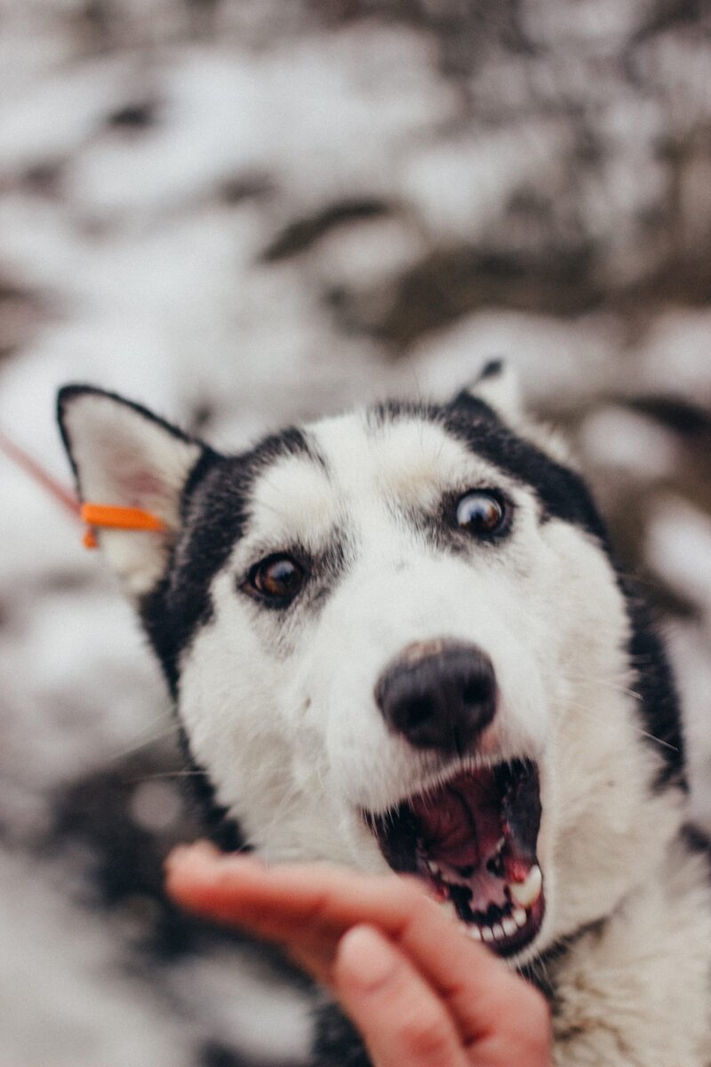 Азарт, теперь Хорс, тоже в новом доме