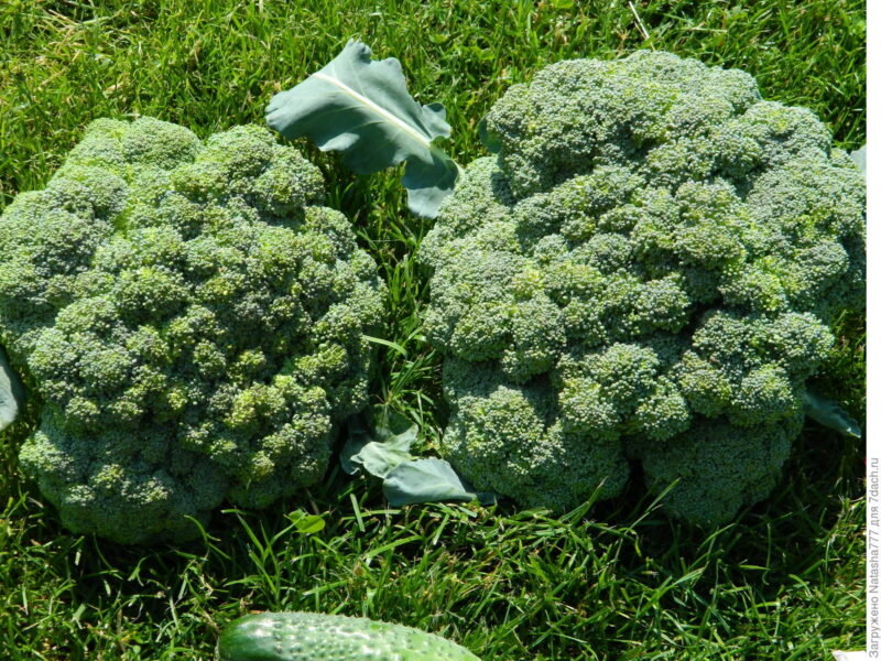 Партенон F1-сорт брокколи