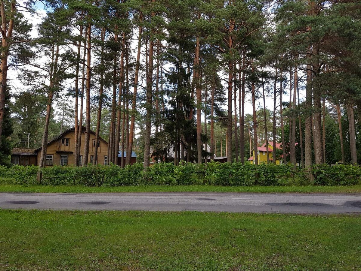 Сосновый лес в поселке Эльва.Фото взято из открытых источников
