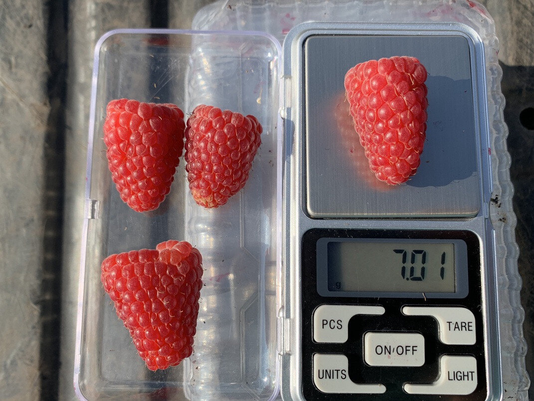 8 лучших сортов малины | Дачный Угодник Виталий Декабрёв | Дзен