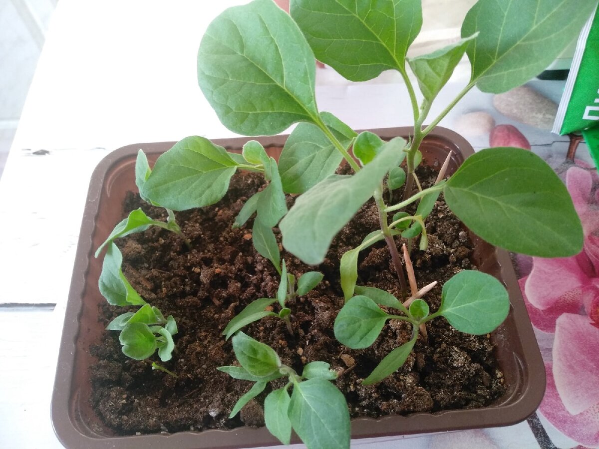 Баклажанчики ждут новоселья