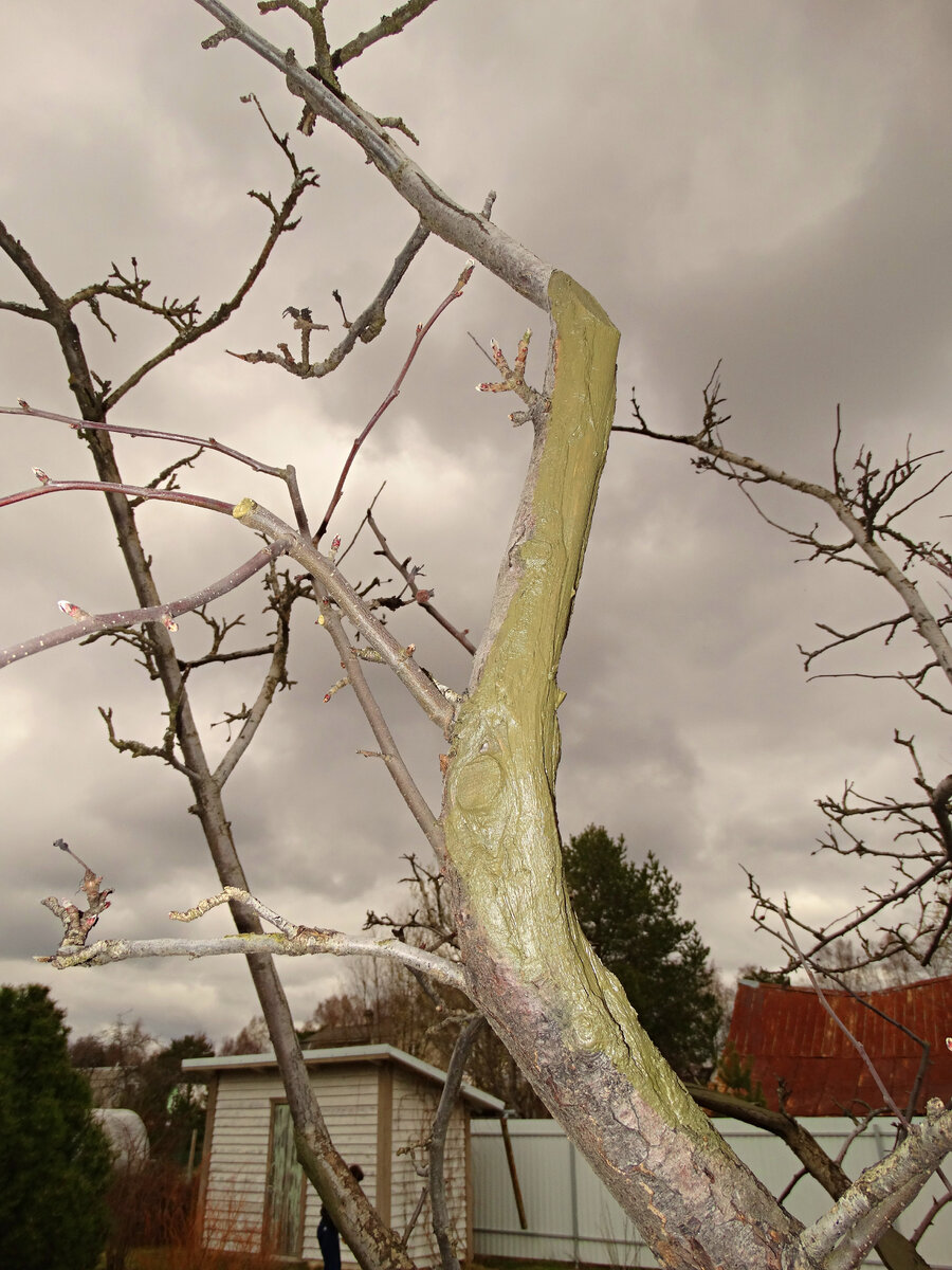 На фото видно, что обрезка проводилась одновременно с лечением самой яблони.