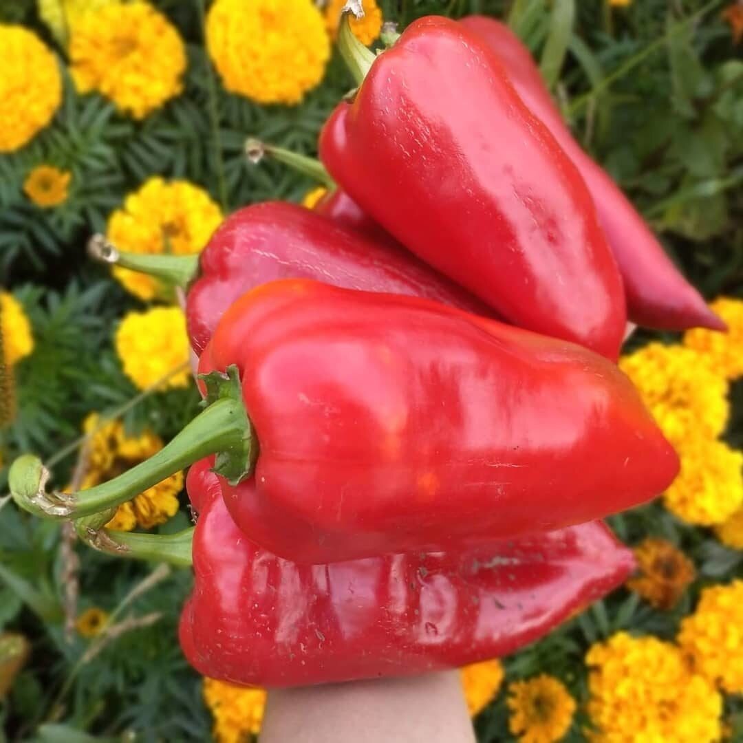 Урожай прошлых лет :)