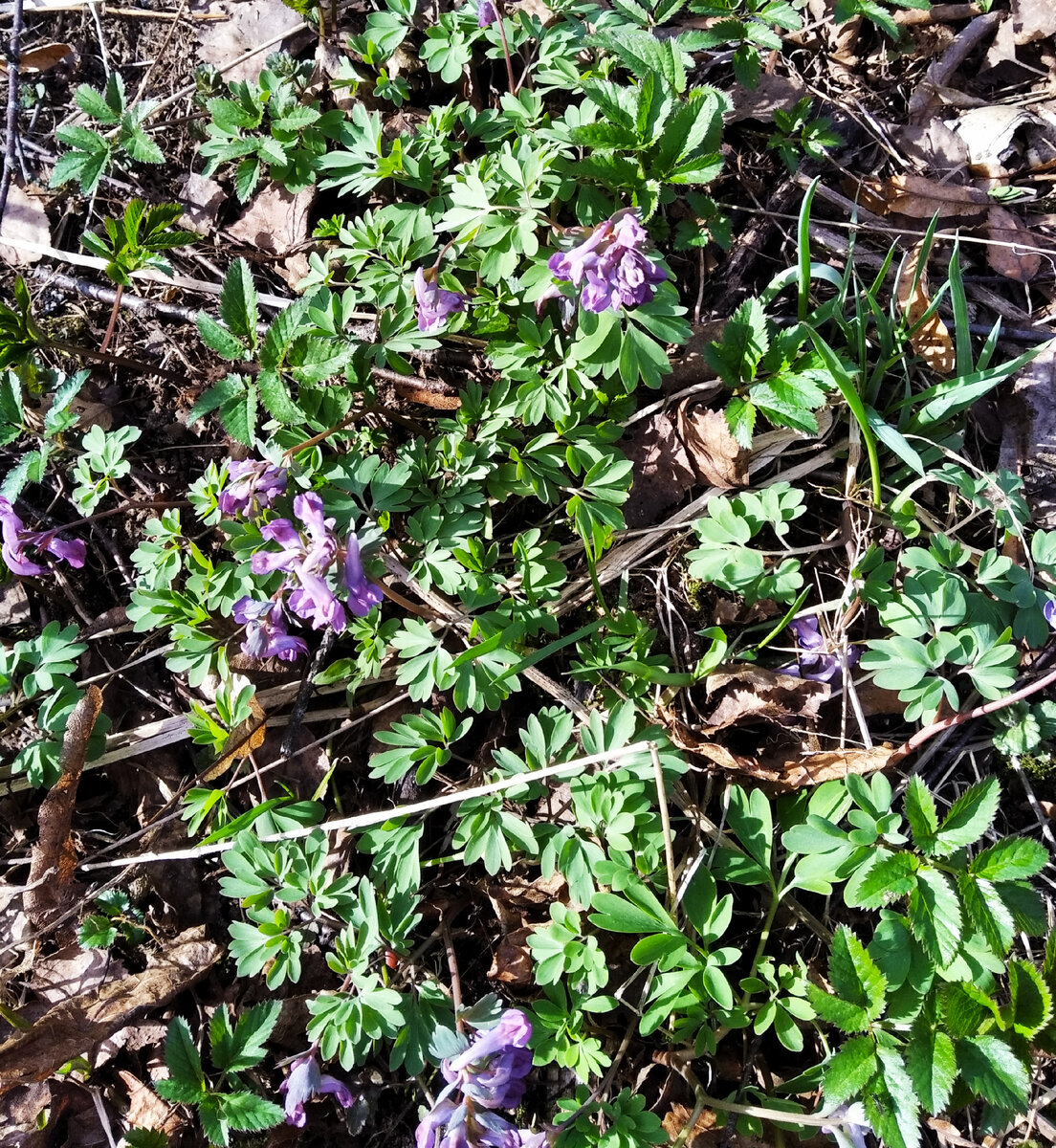 Corydalis solida.