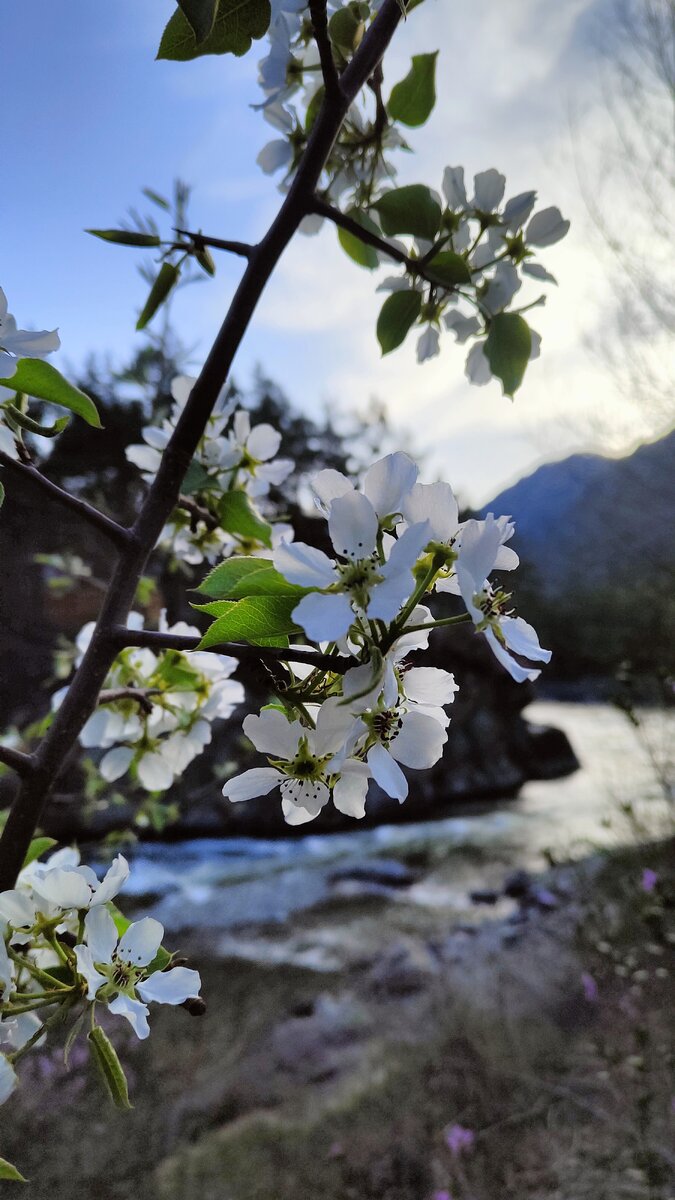 Алтай, весна
