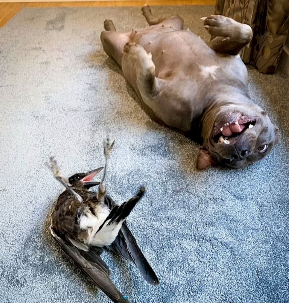 Пегги – взрослая серьезная дама: «Что Вы, я не дурачусь, нет».