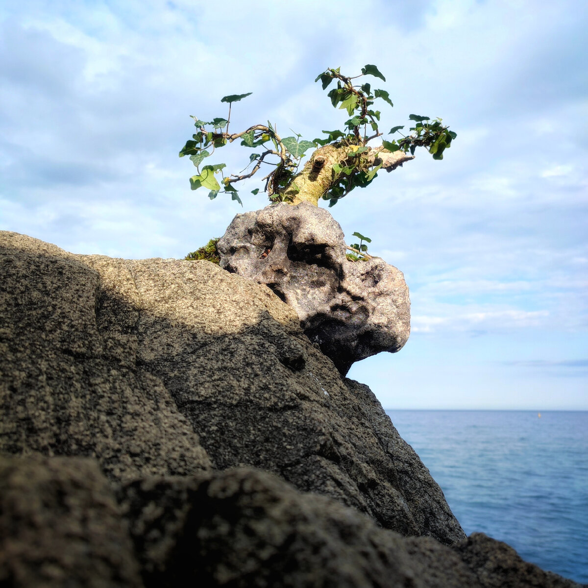 Оргей, 28×24×15, уникальный.