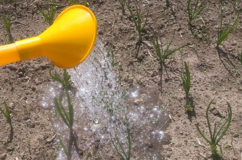 Поливаю лук на грядках.