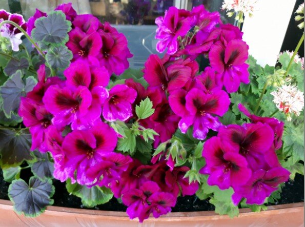 Куст прошлого года.ж Рос в грунте, затем пересадила его в горшк.