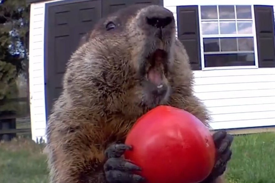     Наглый воришка овощей стал звездой Интернета. Познакомьтесь с сурком Чанком!