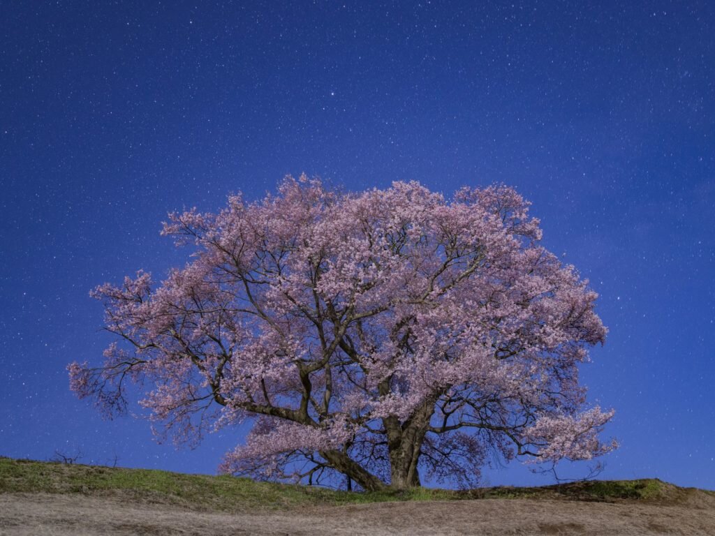    Фото: Teruyasu Kitayama