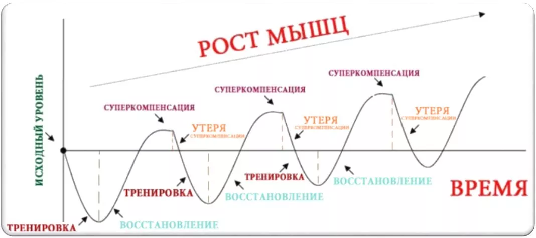 Сколько отдыха нужно мышцам. Фаза суперкомпенсации. График восстановления мышц. Фаза суперкомпенсации в спорте. Фазы восстановления мышц