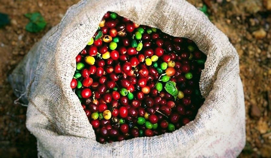 Тонизирующие свойства кофе известны с древности. Кофеин – природный стимулятор, но есть случаи, когда «доктор запретил». 