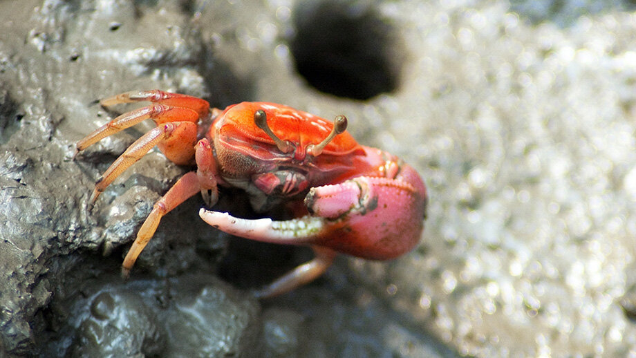 Фото: AdobeStock