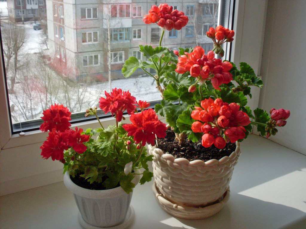 A las mujeres les encanta rodearse de flores, e incluso si el marido no regala ramos con tanta frecuencia como quisiera, siempre puedes cultivar una hermosa flor en un jarrón y colocarla cerca de la cama para que agrade a la vista - 4.