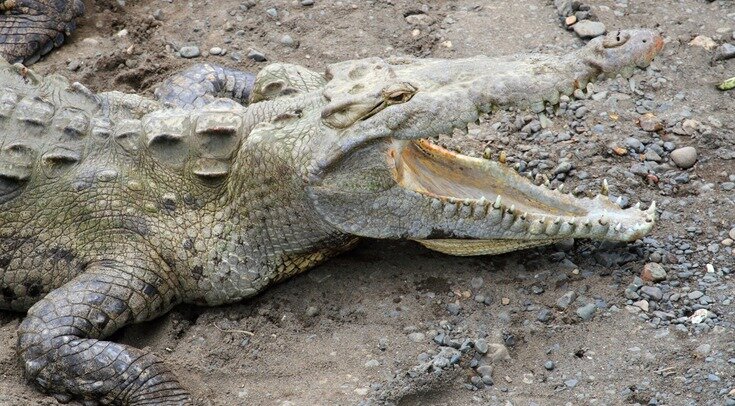     Острорылый крокодил (Crocodylus acutus) в реке Тарколес Wikimedia Commons