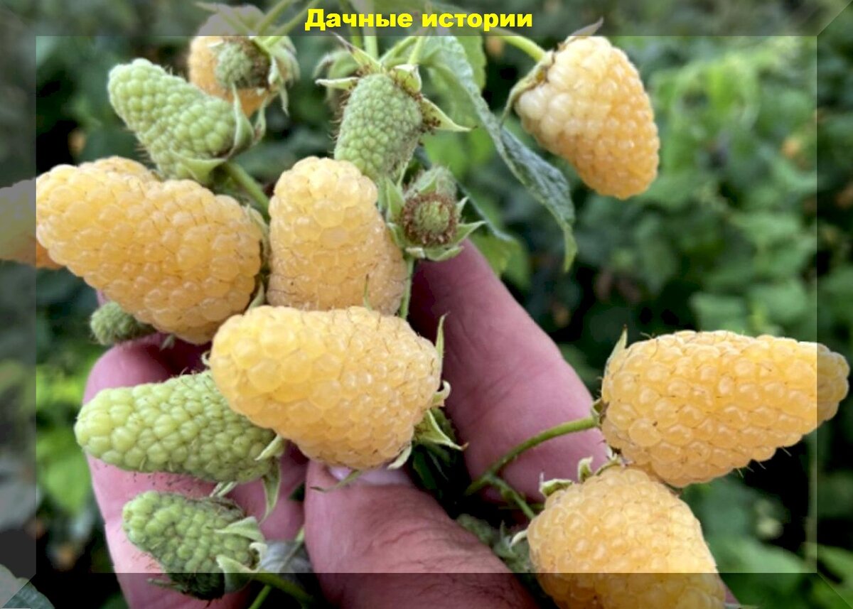 Малина сорт светлячок