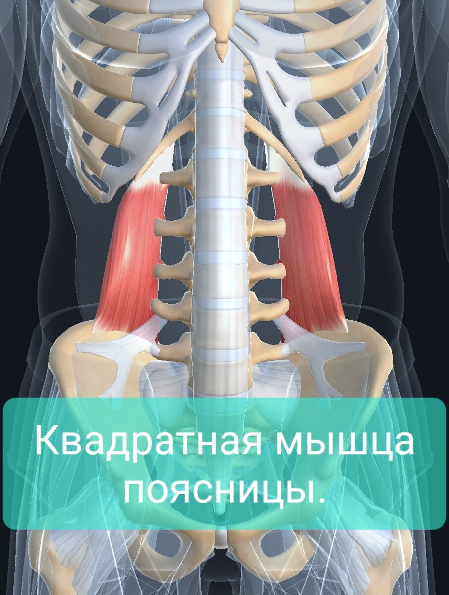 Большая поясничная мышца анатомия