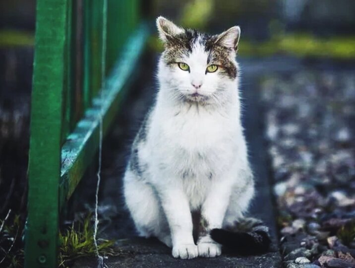 Почему специалисты не советуют кастрировать взрослых бездомных котов