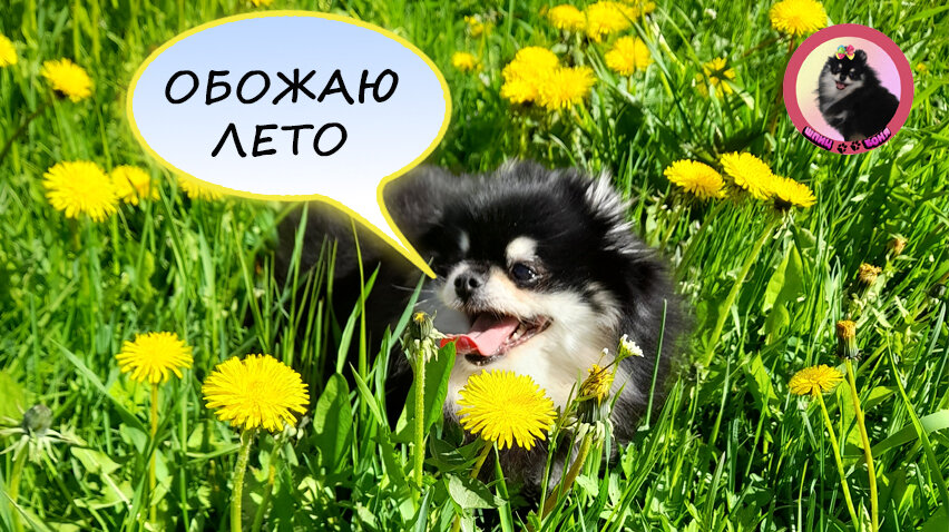 Мысли собаки 🐾 Шпиц Боня