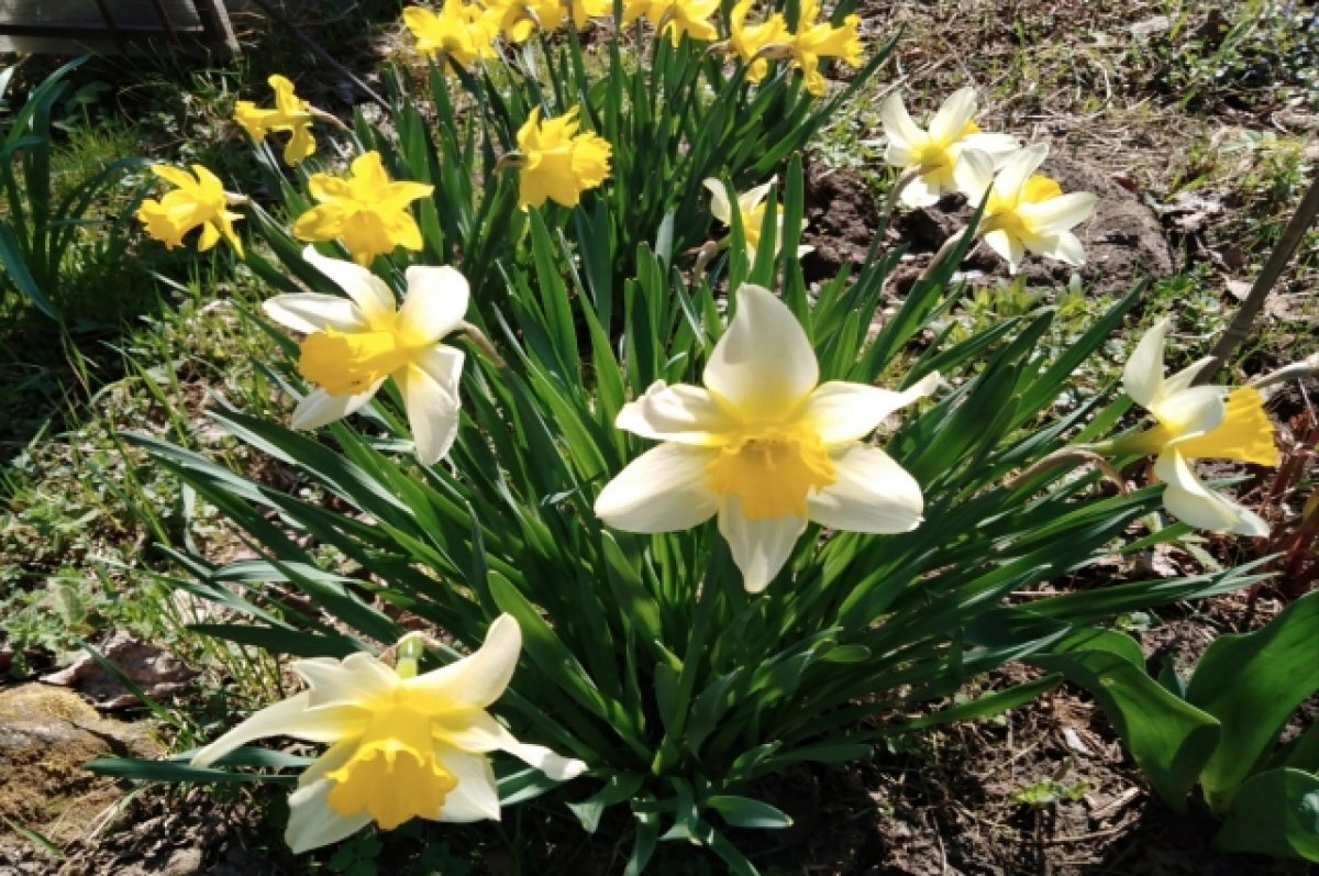    В Новосибирск к 7 мая придет жара до +30 градусов