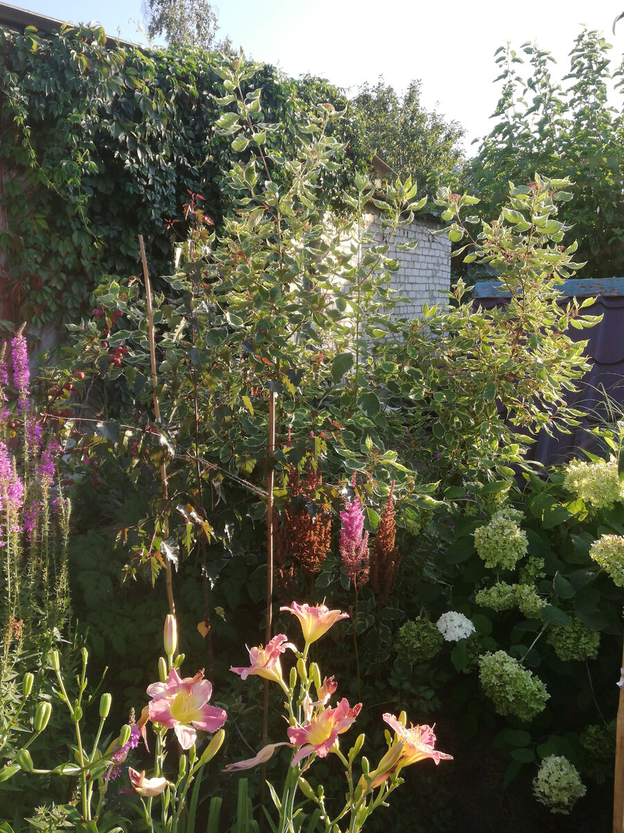 Дёрен белый "Сибирика Вариегата"