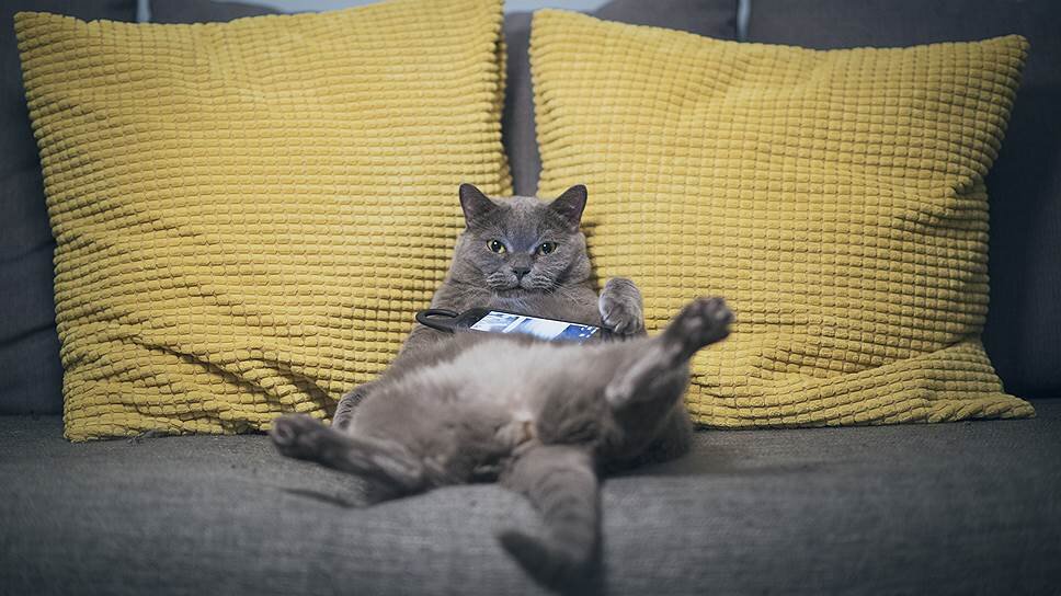 Классный ленивый котик