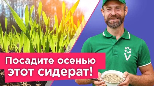 Download Video: Заменит навоз и компост! Этот растение сделает почву плодородной и здоровой