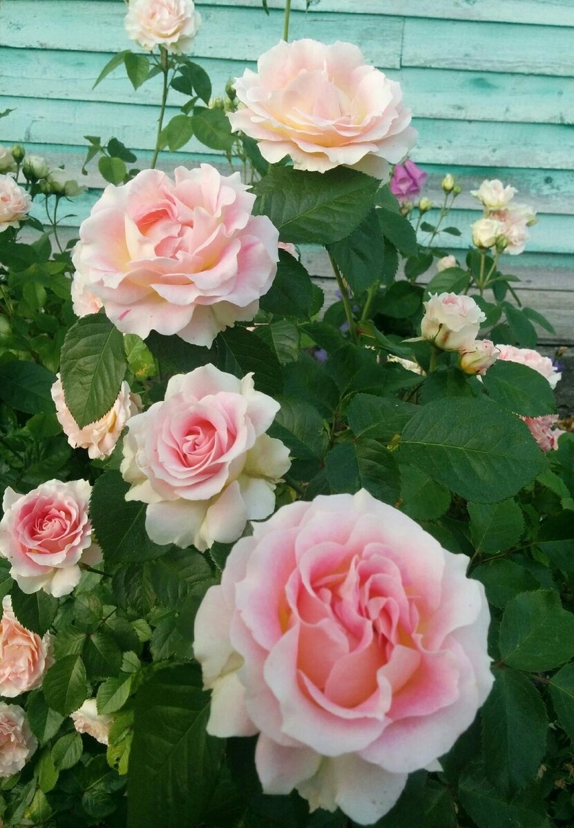 Юлий Цезарь номер 1