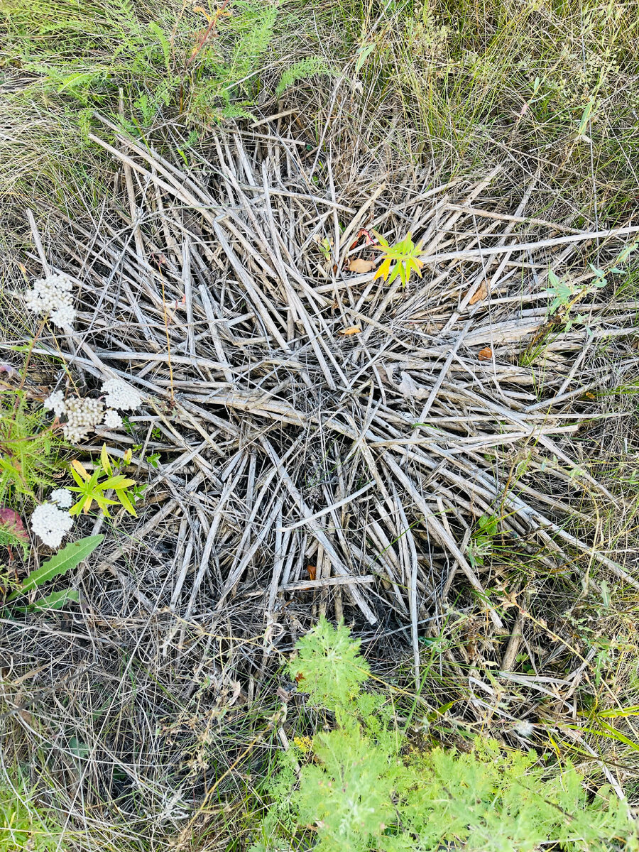 Натур-пано в лесу