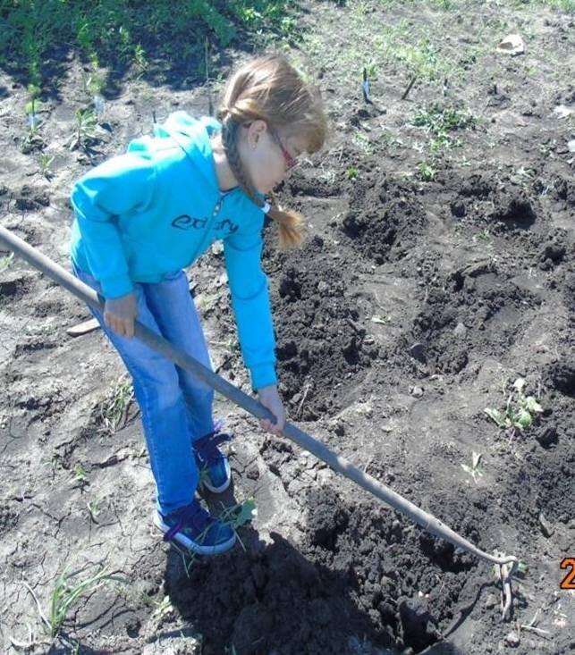 Делаем неглубокие луночки. Фото из личного архива Софьи Скворцовой 
