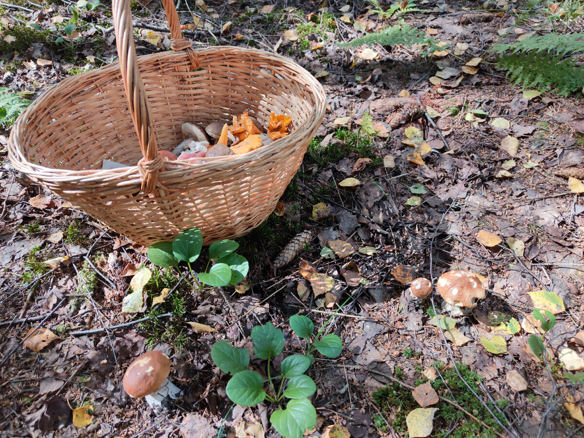 Беленькие 😊